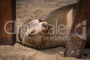 Galapagos sea lion asleep under wooden bench
