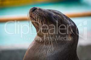 Galapagos sea lion close-up with eyes closed