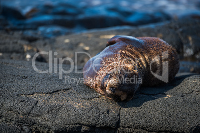 Galapagos sea lion asleep on volcanic rock