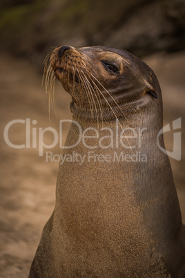 Galapagos sea lion looking straight at camera