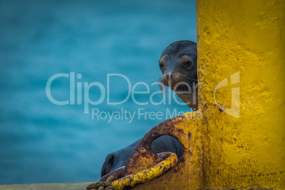 Galapagos sea lion peeping out behind post