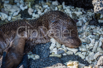 Galapagos sea lion pup asleep on shingle