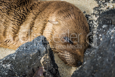 Galapagos sea lion pup asleep on beach