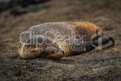 Galapagos sea lion pup sleeping on sand