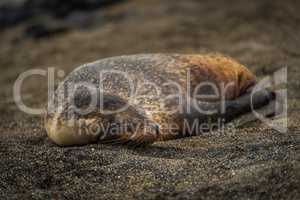 Galapagos sea lion pup sleeping on sand