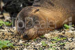 Galapagos sea lion pup sleeping on shingle