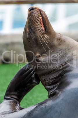 Galapagos sea lion scratching head with flipper