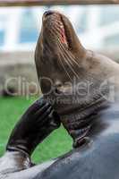 Galapagos sea lion scratching head with flipper