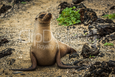 Galapagos sea lion sitting among black rocks