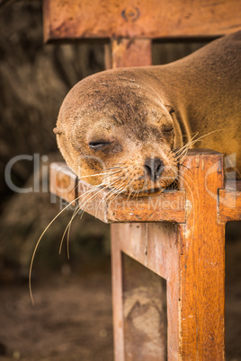 Galapagos sea lion sleeping on wooden bench