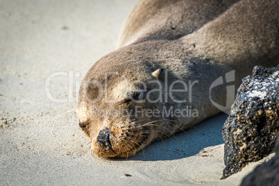 Galapagos sea lion sleeping on white beach