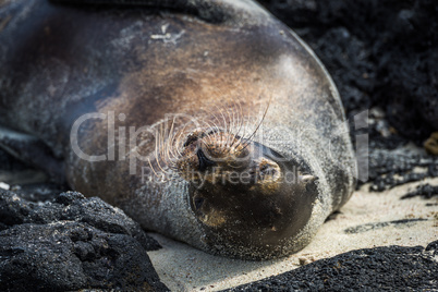 Galapagos sea lion sleeping upside-down on beach