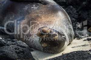 Galapagos sea lion sleeping upside-down on beach