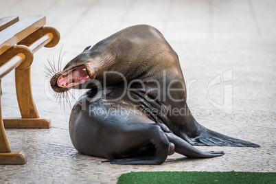 Galapagos sea lion yawning with mouth open