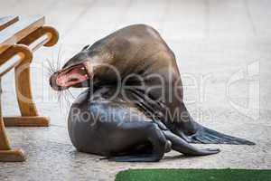 Galapagos sea lion yawning with mouth open