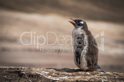 Gentoo penguin calling for mother on beach