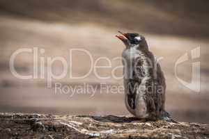 Gentoo penguin calling for mother on beach