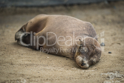 Galapagos sea lion sleeps on sandy beach