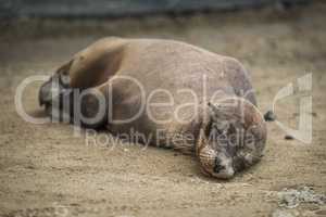 Galapagos sea lion sleeps on sandy beach