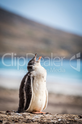Gentoo penguin calling for mother on shingle