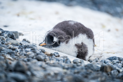 Gentoo penguin chick lying on snowy rocks