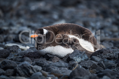 Gentoo penguin lying on black rocky beach