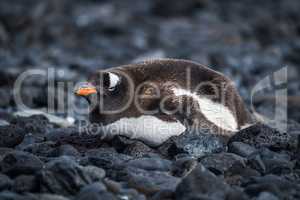 Gentoo penguin lying on black rocky beach