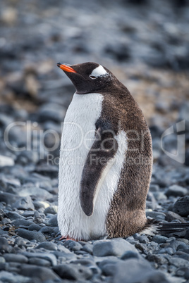 Gentoo penguin standing on grey shingle beach
