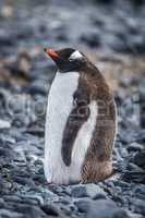 Gentoo penguin standing on grey shingle beach