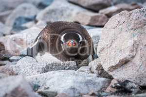 Gentoo penguin on rocks looking at camera