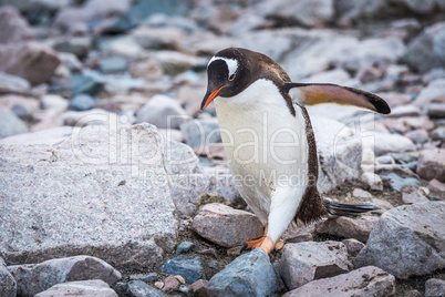 Gentoo penguin waddling over rocks on beach