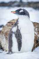 Gentoo penguin with turned head on snow
