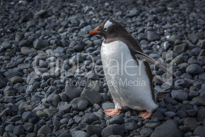 Gentoo penguin walking along black rocky beach