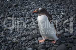 Gentoo penguin walking along black rocky beach