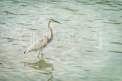 Great blue heron fishes in green water