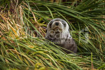 Grey Antarctic fur seal with eyes shut