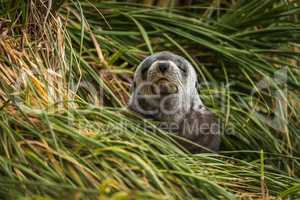 Grey Antarctic fur seal with eyes shut