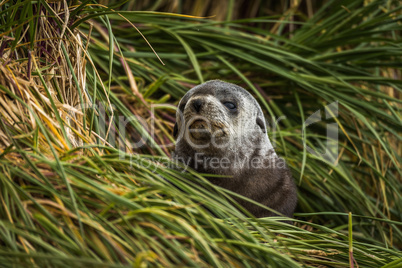 Grey and black Antarctic fur seal pup