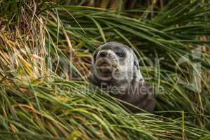 Grey and black Antarctic fur seal pup