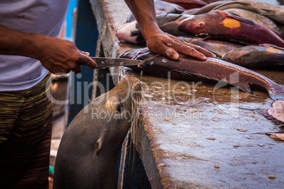 Hungry sea lion hoping for fish scraps