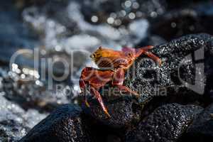 Juvenile Sally Lightfoot crab by rock pool