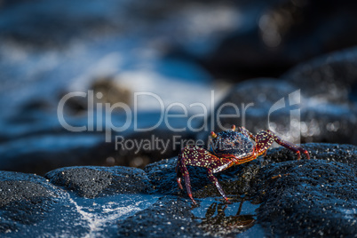 Juvenile Sally Lightfoot crab on black rocks