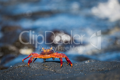 Juvenile Sally Lightfoot crab on grey rock