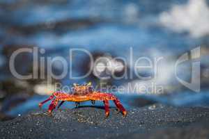 Juvenile Sally Lightfoot crab on grey rock