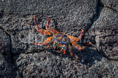Juvenile Sally Lightfoot crab on volcanic rock
