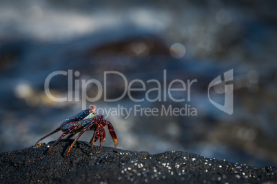 Juvenile Sally Lightfoot crab perched on rock