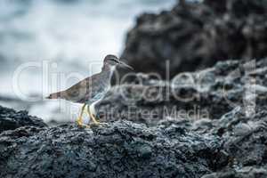 Juvenile willet walking on rocks beside sea