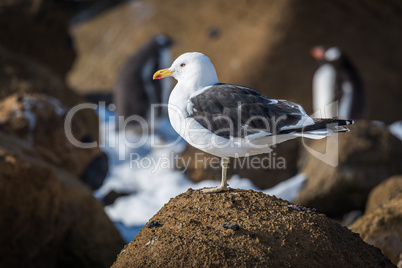 Kelp gull perched on rock in sunshine