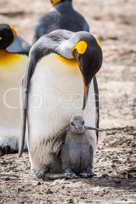 King penguin bending down to grey chick