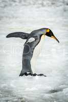 King penguin balancing with flippers on ice